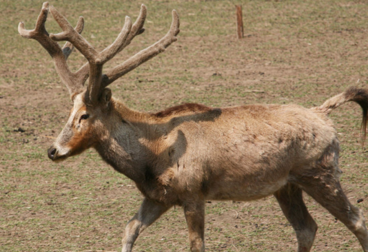 澳門(mén)今晚開(kāi)特馬四不像圖,澳門(mén)今晚開(kāi)特馬四不像圖——探索澳門(mén)馬圖文化的新視角