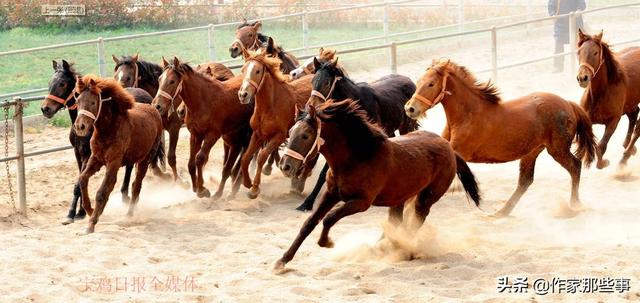 2025今晚澳門(mén)開(kāi)特馬四不像,探索澳門(mén)特馬文化，四不像與未來(lái)的想象