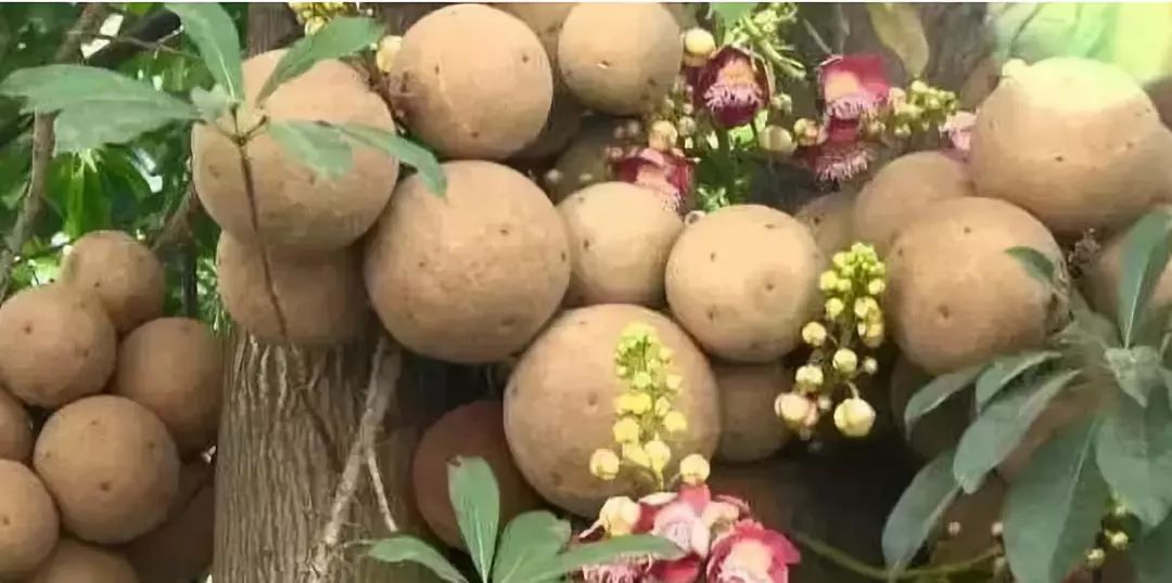 新澳門一碼一肖一特一中水果爺爺133期 03-05-11-15-34-42C：40,新澳門一碼一肖一特一中水果爺爺?shù)奶剿髦?，揭秘?33期的神秘?cái)?shù)字與水果故事